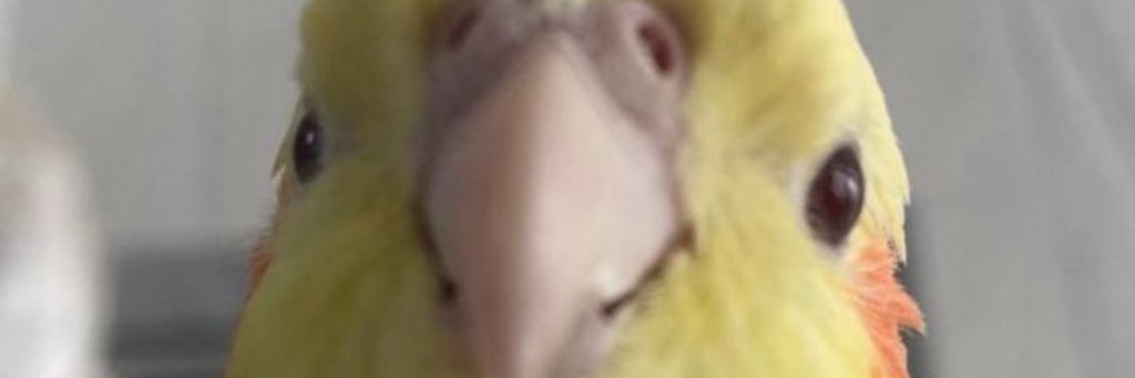 Gustavo Pinheiro banner