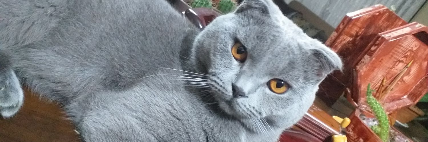 englBayrak5's profile banner image