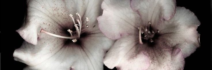 andy˚୨୧⋆｡˚ ⋆'s banner