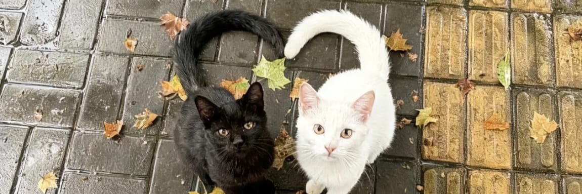 eehsiapaini's profile banner image