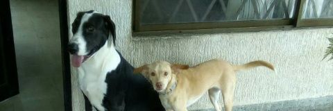 Rodolfo Lozano banner