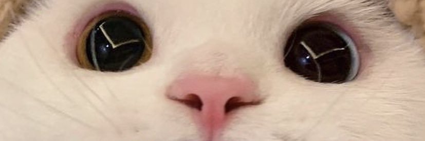 MrPandaReto's profile banner image