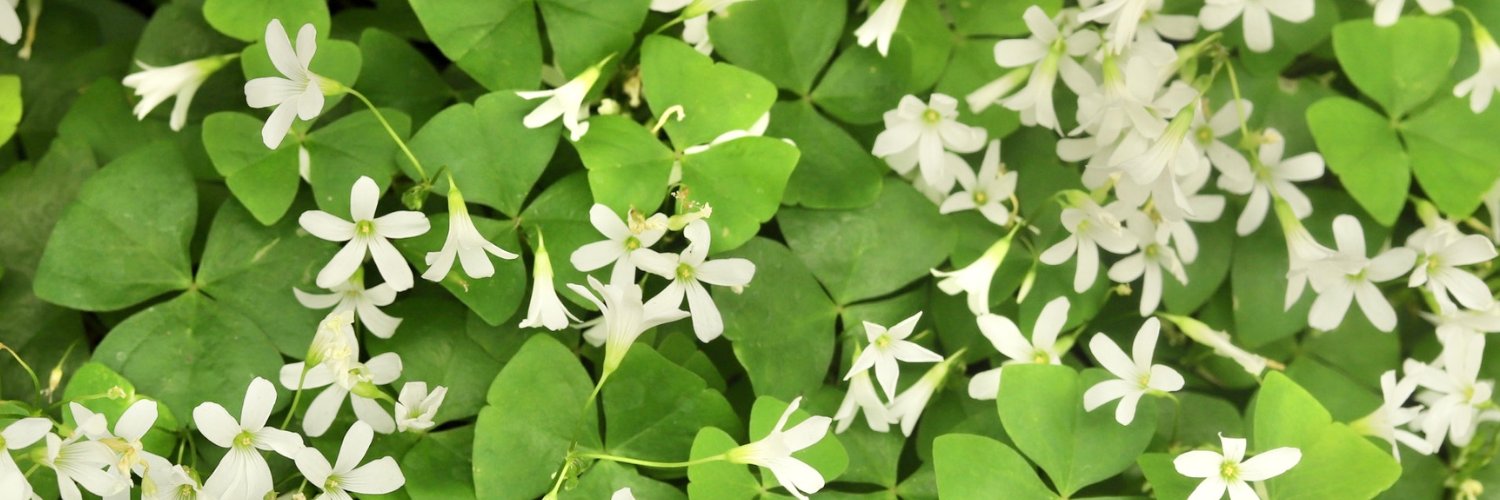 Killarney Elementary School banner