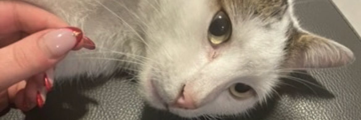 bdubcek's profile banner image