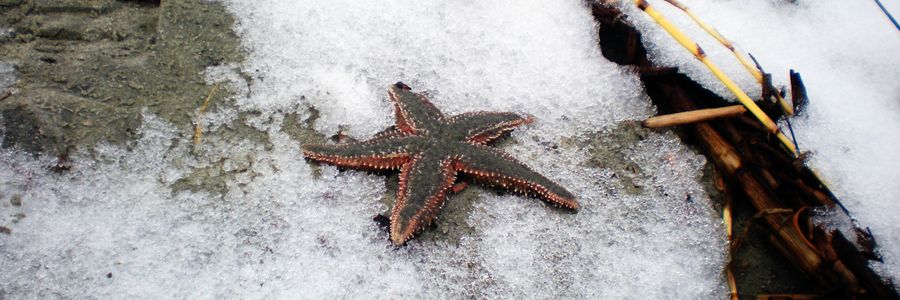 Winterstarfish banner