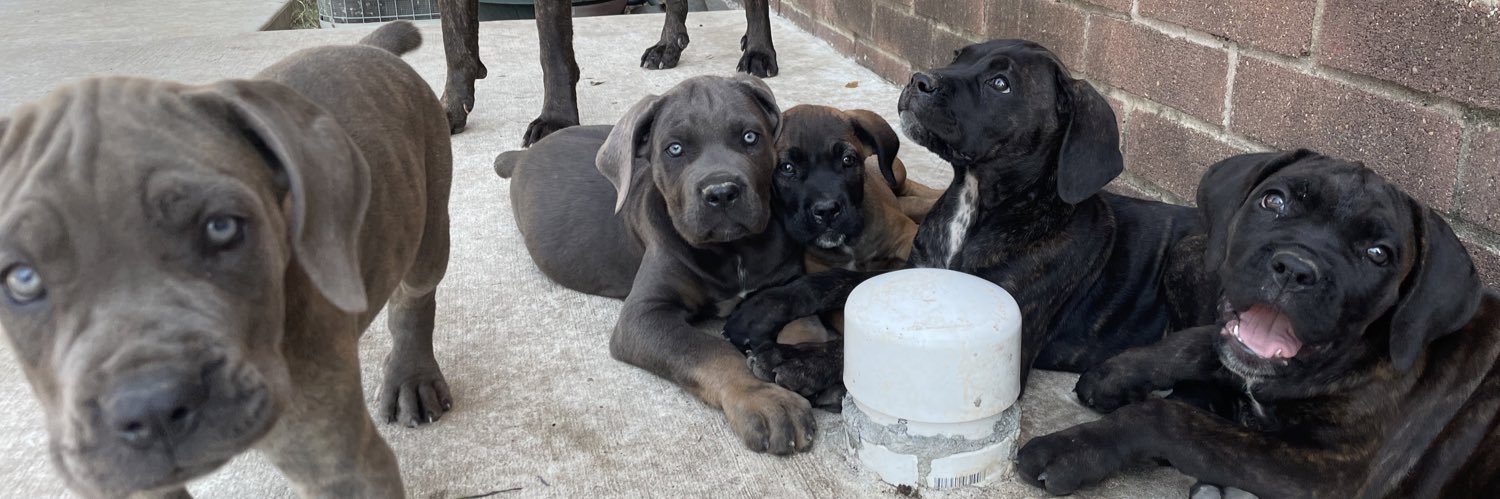 PureCaneKennels's profile banner image