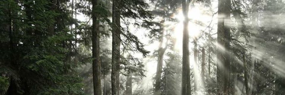 aleahanseth's profile banner image
