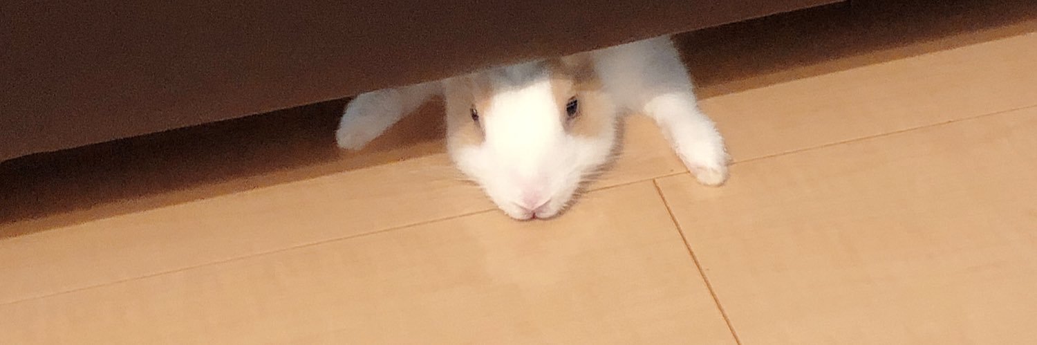 らびお🐰うさぎ banner
