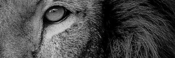 GSilvag8's profile banner image