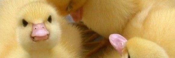 Floaty_Bitch's profile banner image