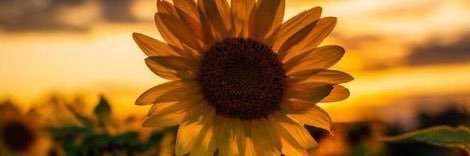 Tara Thompson banner