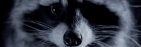 🦝𝘔𝘢𝘱𝘢𝘤𝘩𝘦gonfer banner