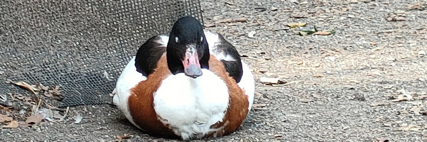 よこかわ。’26 banner