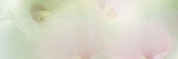𝘣𝘪𝘦 ʚଓ ּ ֶָ֢ banner