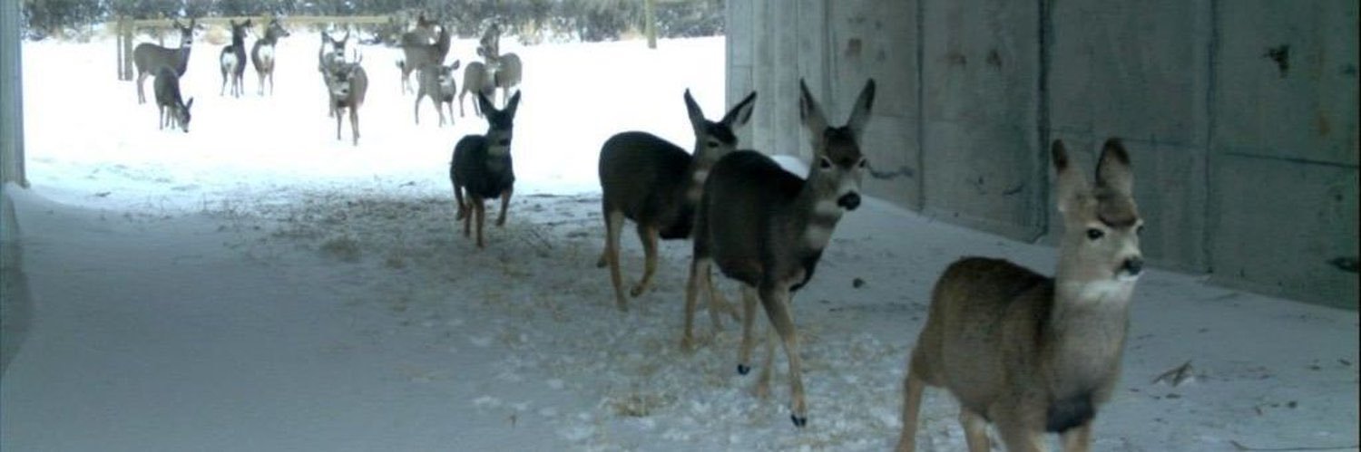 out of context deer's banner