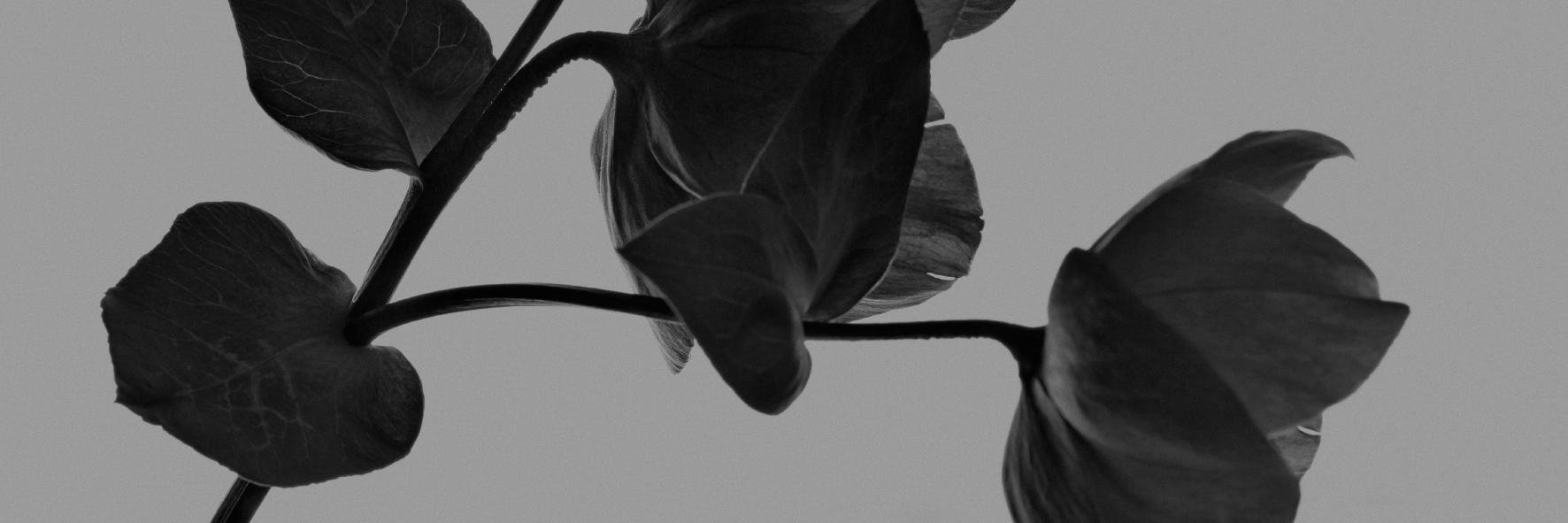 GaelleKennedy's profile banner image