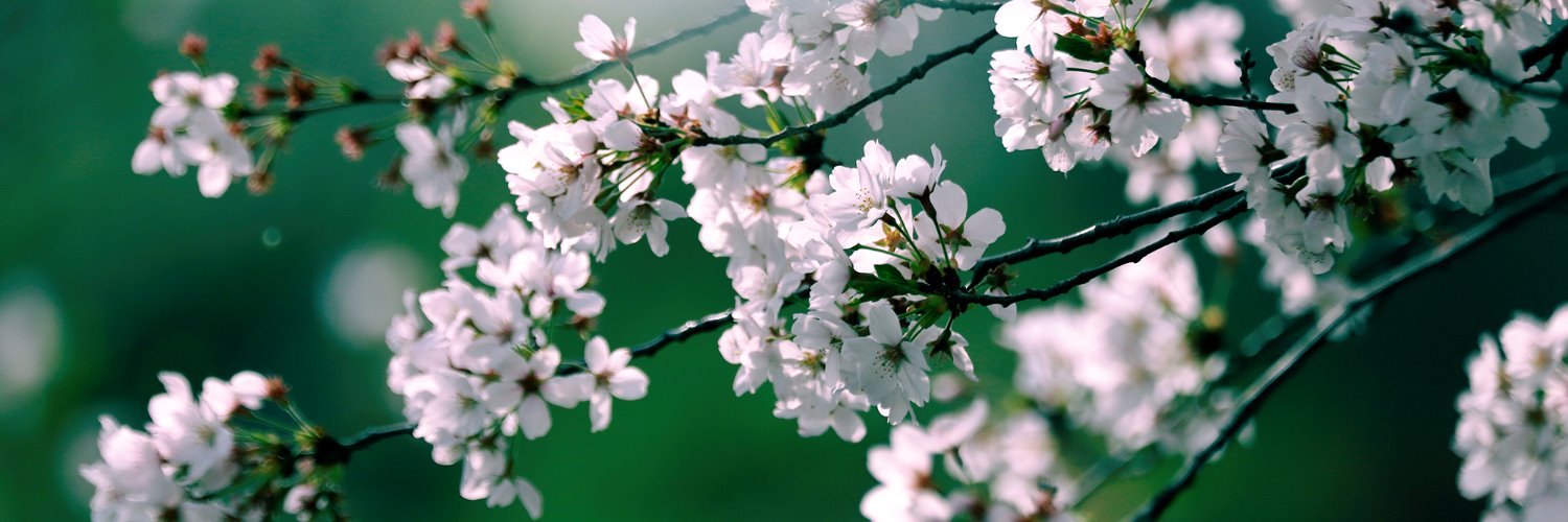 flowerland_dp's profile banner image