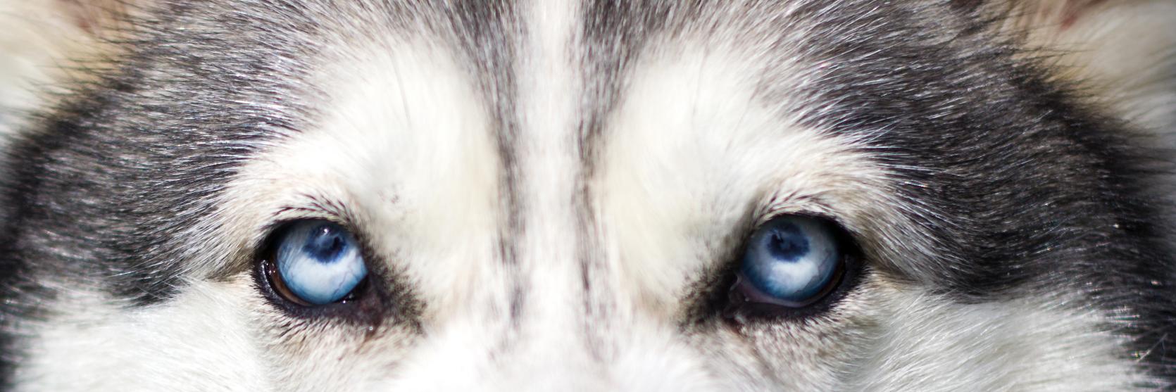 SEAL0255🇨🇱 banner