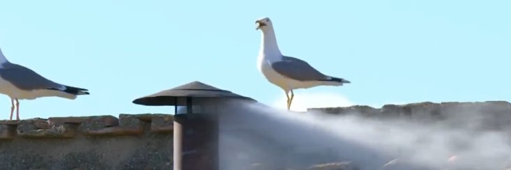 Majestic Seagull's banner