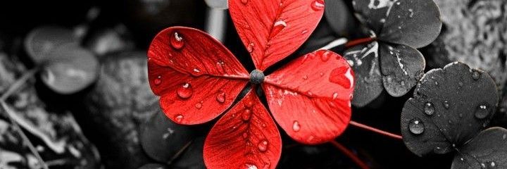 blazenka71's profile banner image