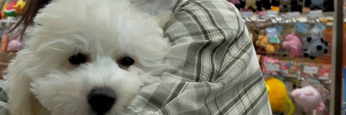 ねこたまん　with ハウ&スリラーハニー banner