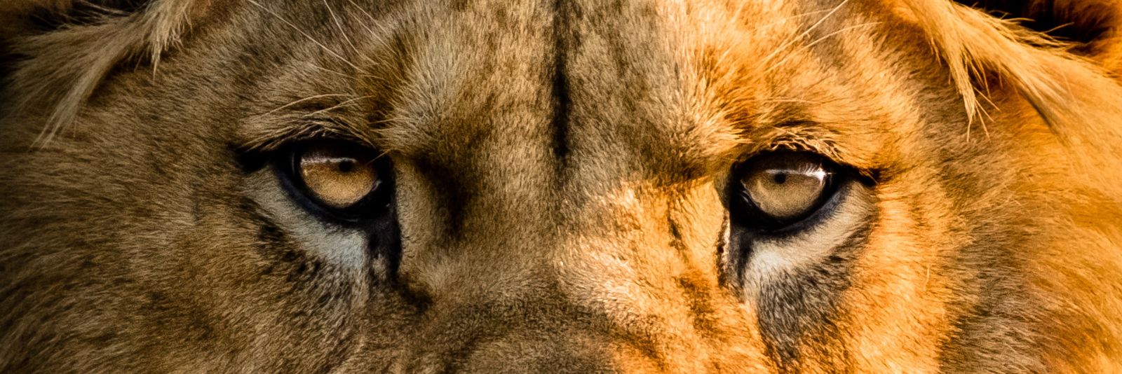 HatedHindu's profile banner image