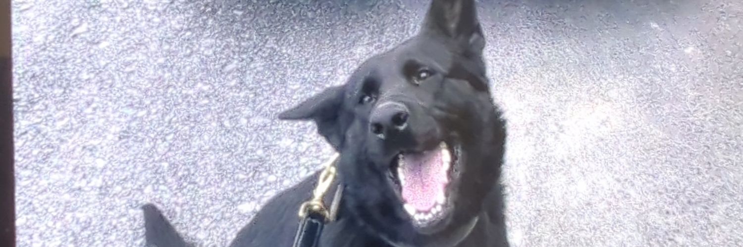 Shea Metcalfe banner