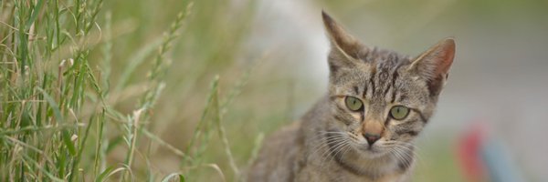 mitusan1308 Profile Banner