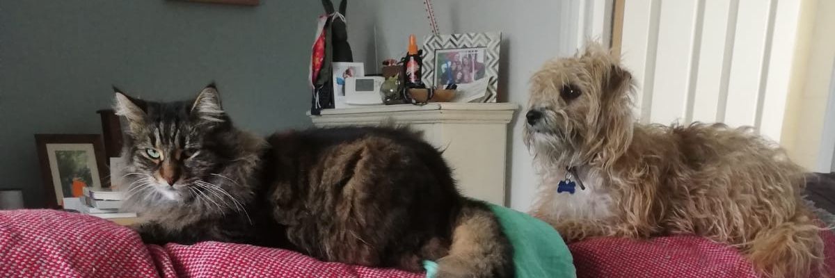 DommettTom's profile banner image