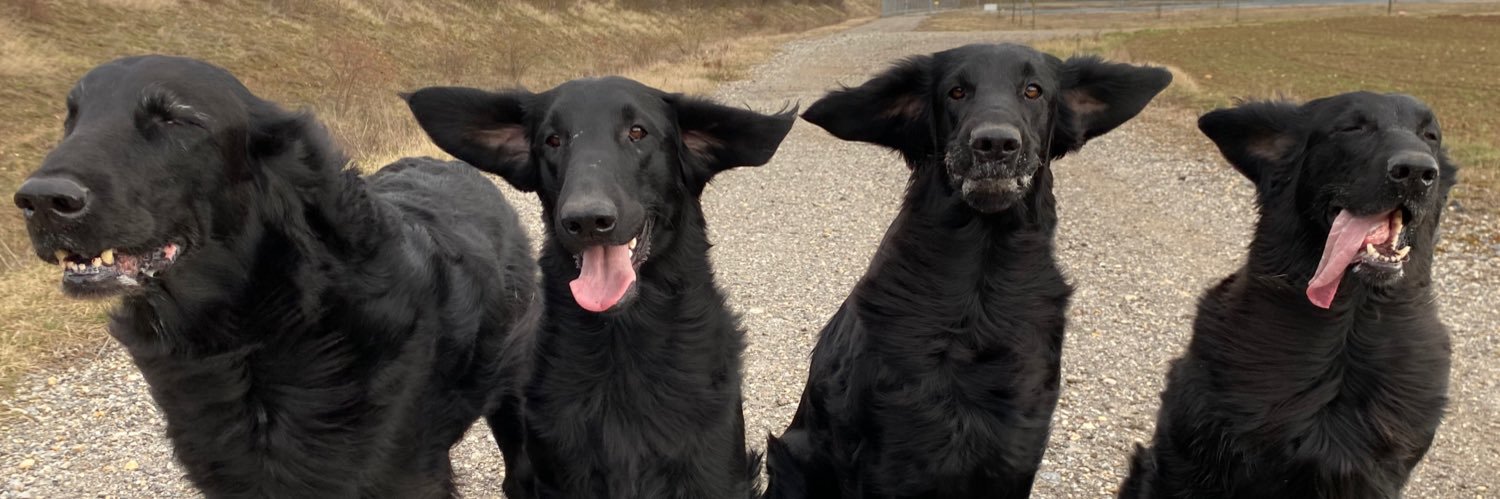 dudewithdogs's profile banner image