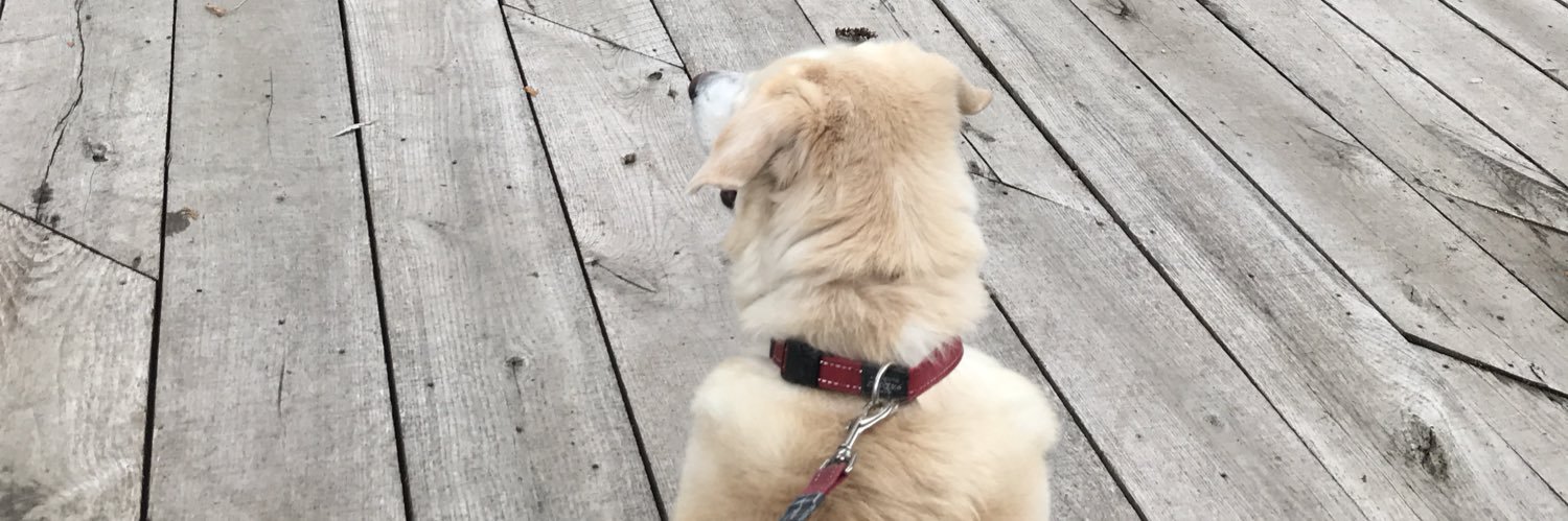 stephbenninger's profile banner image