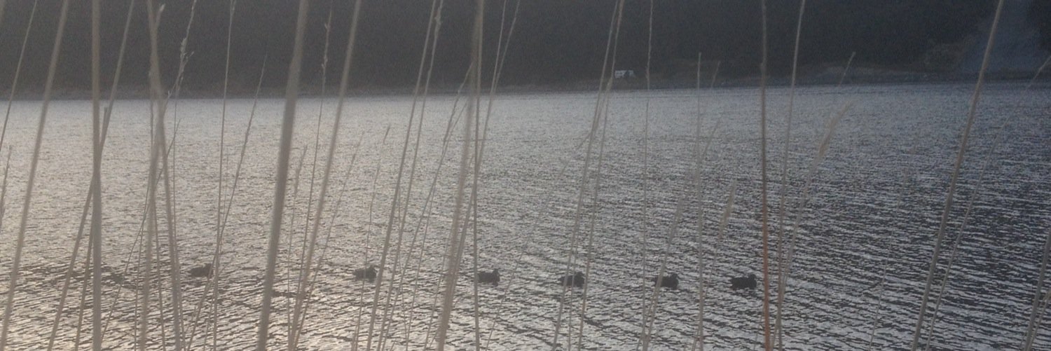 FlyFisherBah's profile banner image