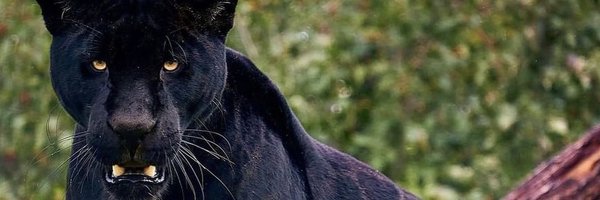 XhavionR Profile Banner