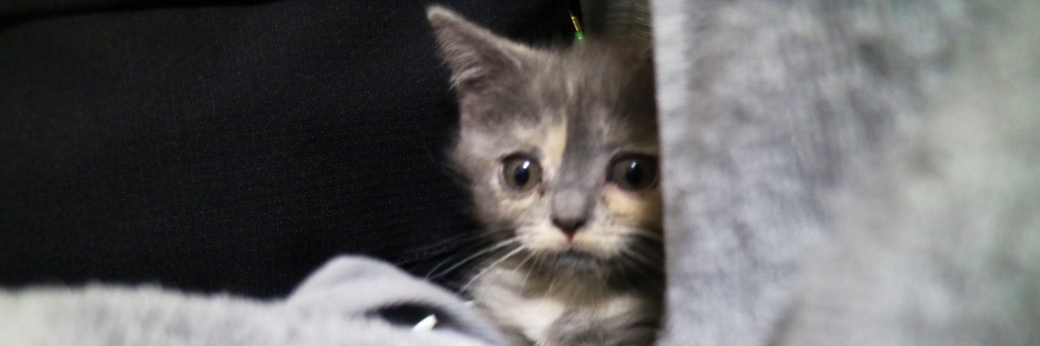 obapipipi_yapi's profile banner image