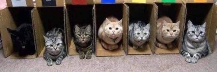 JustAnotherCat_'s profile banner image