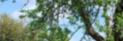 Qtee Foxx 🦊🇸🇪 banner