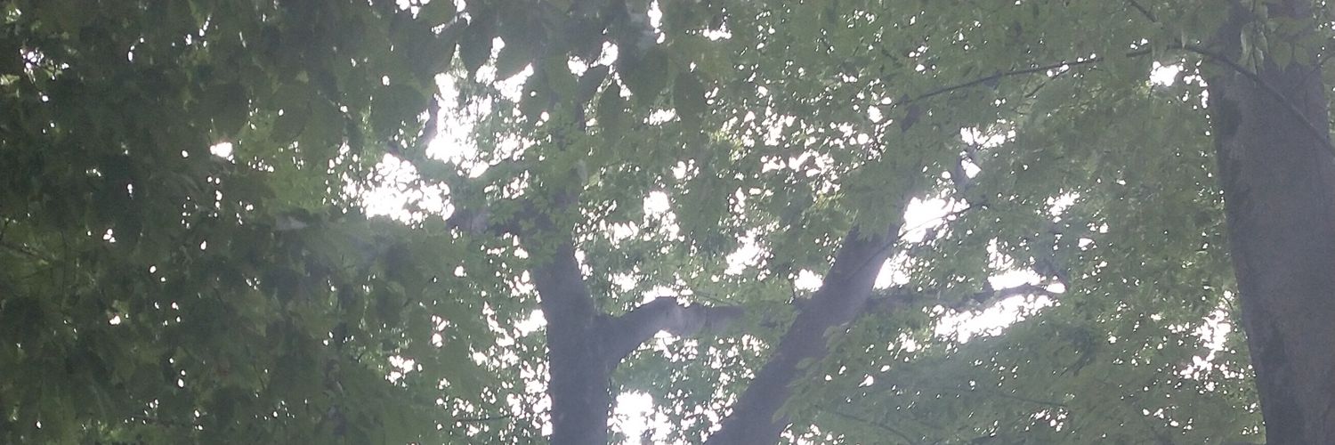 spoicecarry's profile banner image
