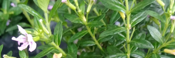 Photogr37216676 Profile Banner
