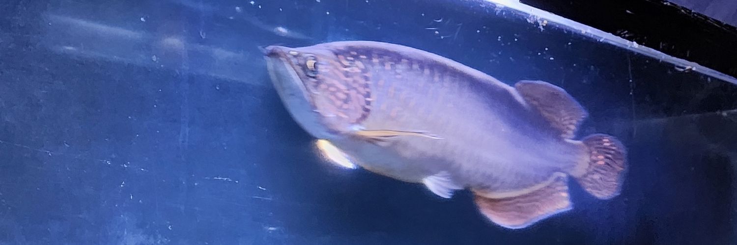 MitchyDaFishy banner