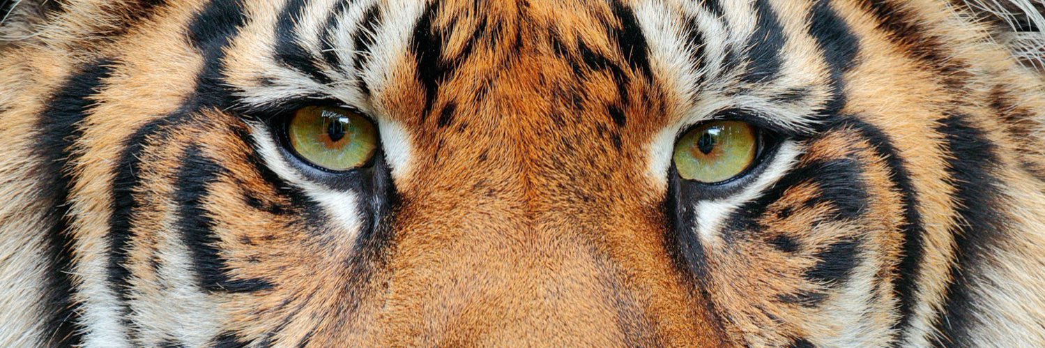 Tiger banner