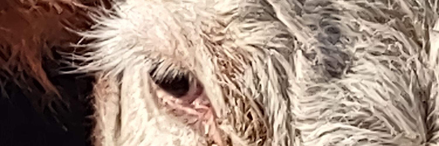 PittneyWhitman's profile banner image
