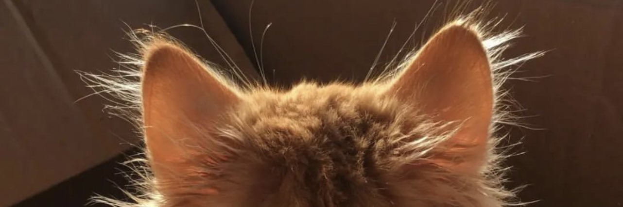 runjohanrun's profile banner image