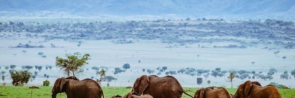 Dorcus Rukundo banner