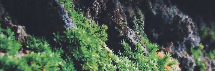 fathur ratchman banner