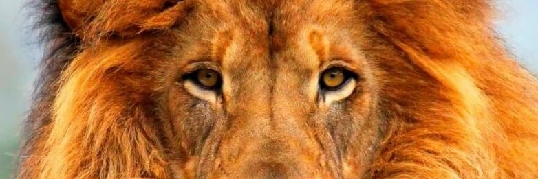 El_Faraon_10's profile banner image
