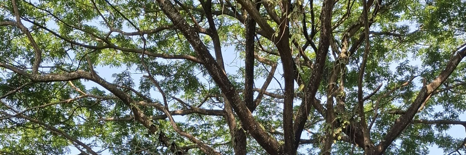 📚 🌷 banner