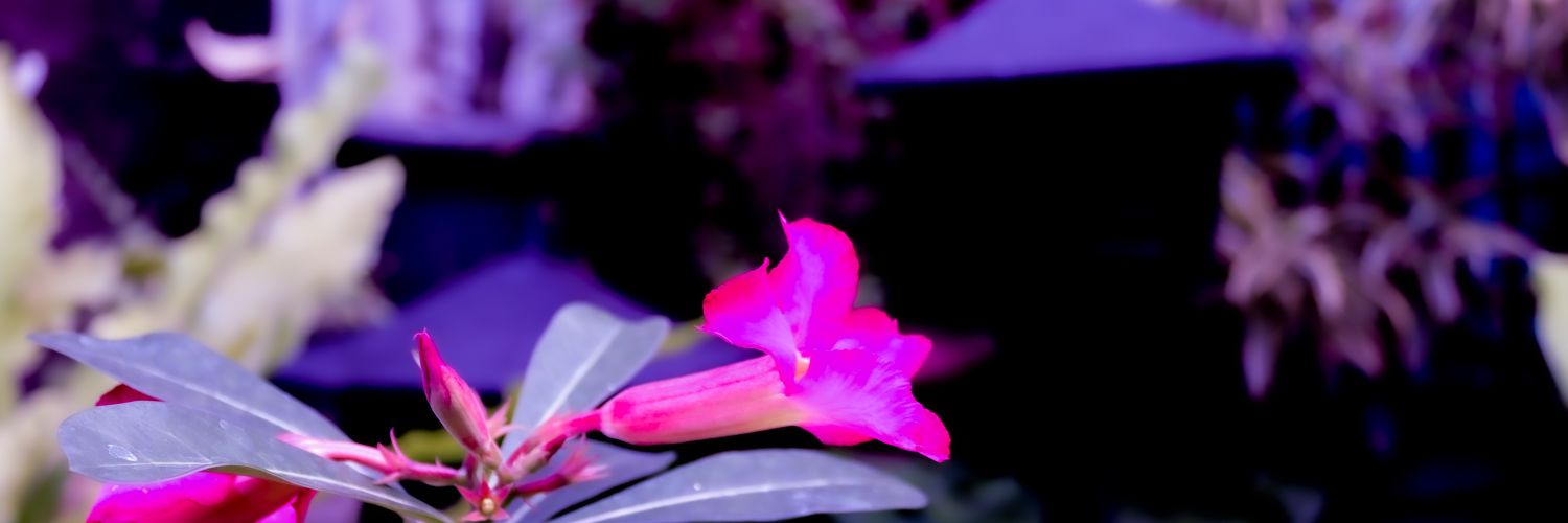 lslt22's profile banner image