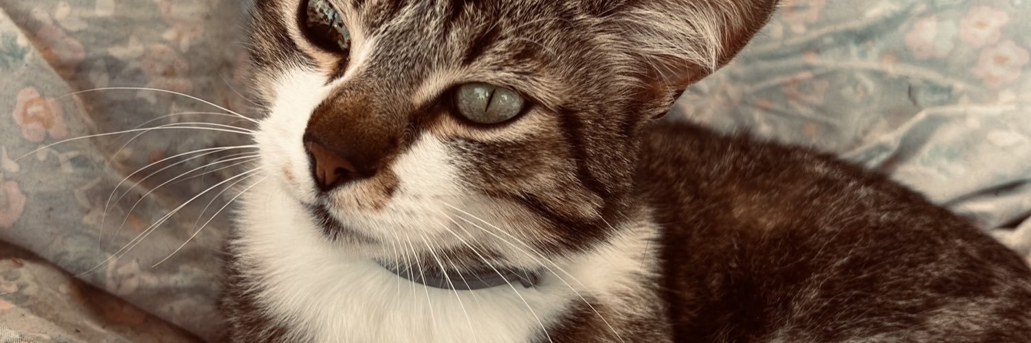 ndlss_s's profile banner image