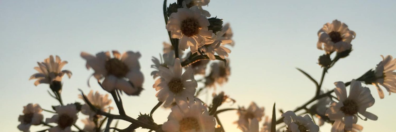 Bianca. banner