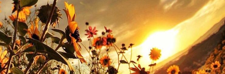 zeynos 🍀 banner
